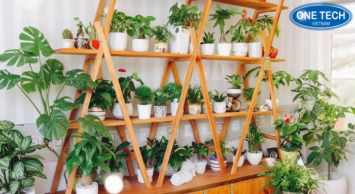 Kệ trưng bày cây cảnh tạo bố cục gọn gàng cho góc xanh